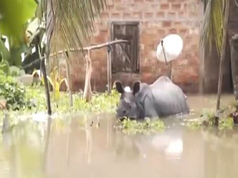 Assam's Kaziranga National Park.