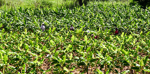 Representative Image