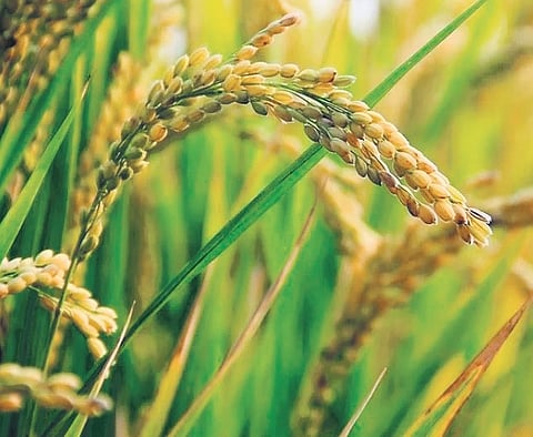 Sowing of kharif crops this year delayed in the face of deficient rainfall