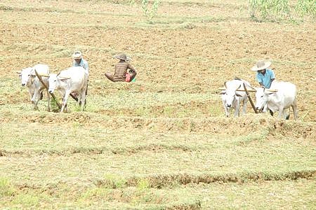 Minister MRK Panneerselvam on Saturday announced the Alternative Crop Cultivation Scheme for 2025-26 to mitigate the impact of climate change on crop and, improve soil fertility.
