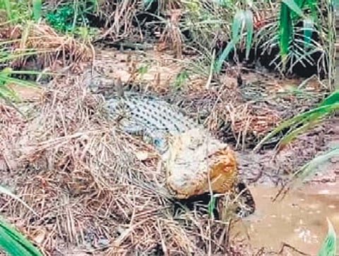 A female crocodile guarding her nest