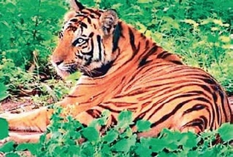 Representative image