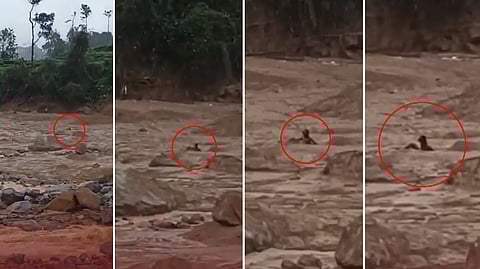 Videograb of a man stuck in slush for hours, crying out for help in Wayanad.