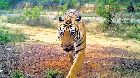 A four-year-old male tiger spotted in Kumura-mbheem Asifabad
district
