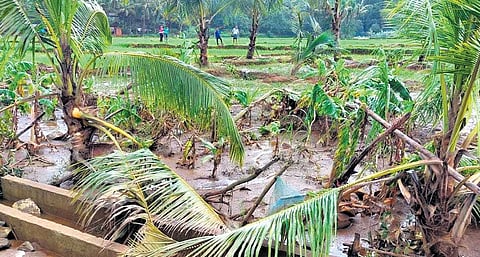 The coconut palms destroyed in the recent landslide at Ulluvare village
