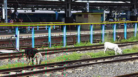 File picture of stray cattle roaming through railway track in Tiruchy