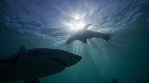 Representational image.