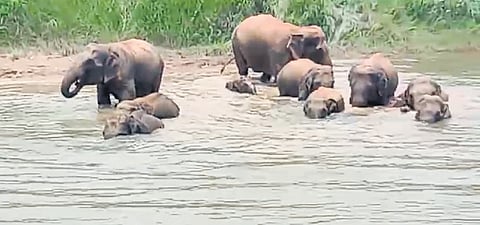 The herd was seen near the Deo River under the Karanjia forest division