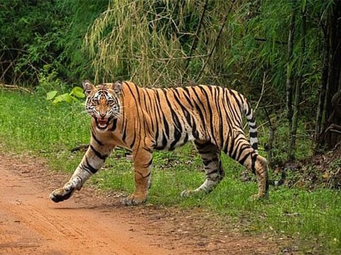 Search teams have been deployed to trace the missing tigress, with camera trap images being collected and analysed.