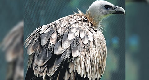 Social cost of collapse of vulture population