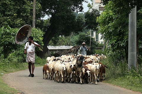 From the break of dawn, Bengaluru will witness a sight straight out of rural heartland -- herders in traditional attire shepherding sheep through the streets.