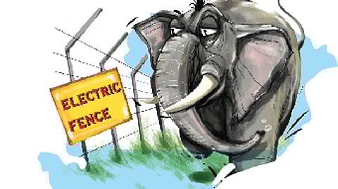 Odisha worst-hit in human-elephant
conflict