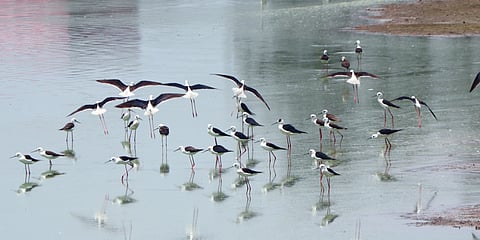 Flock of birds spotted in Avaniyapuram tank