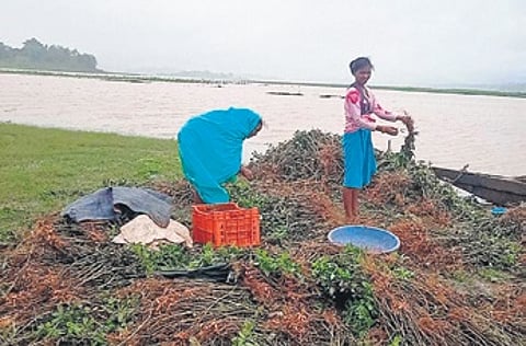 Groundnut farmers collecting damaged crop in Padwa panchayat | Express