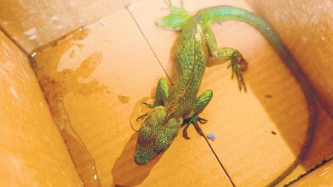 A wild chameleon is among the numerous lives saved by the rescuers at the landslide site at Meppadi in Wayanad.