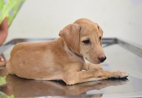 The trio stressed that a pet is a being with needs, and if one cares for them, better not to own one.