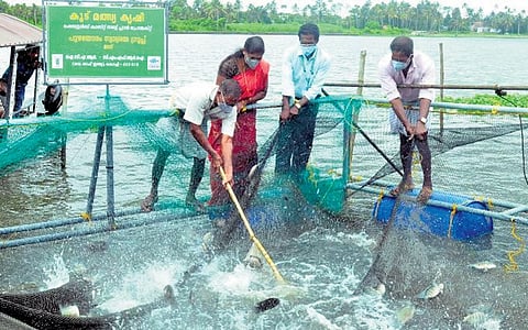Cage fish farming in Kochi