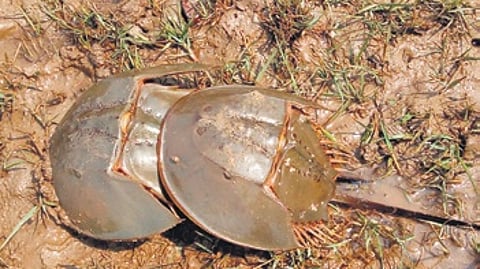 Horseshoe crabs in Odisha