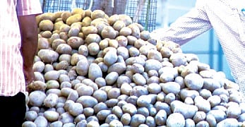 Potato prices surge again in Odisha days procurement from UP