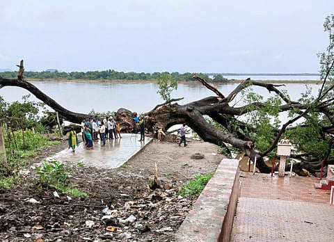 A 150 year old cinema tree uprooted on the bank of river at kumaradevam village bathing ghat at Rajamahendravaram.