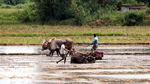 Small-holding Indian farmers produce the majority of rice, making the country the world's largest rice exporter.