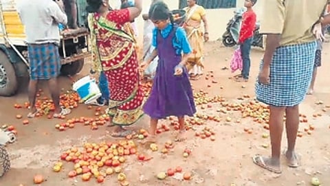A schoolgirl collects tomatoes dumped by farmers in Lakshmeshwar on Thursday