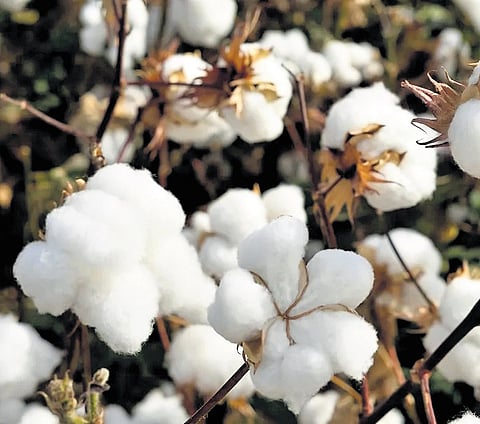 Maharashtra: MahaYuti plan to address agrarian distress to turn the tide