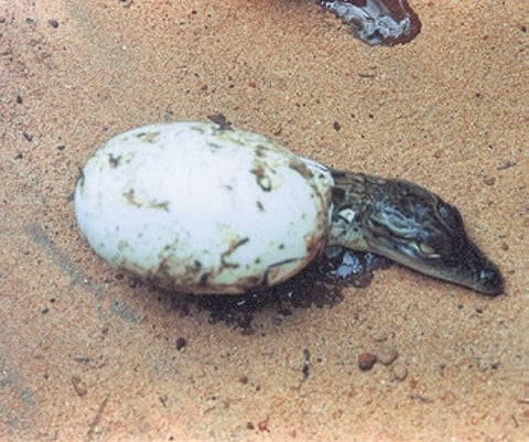 1,348 crocodile hatchlings born in Bhitarkanika