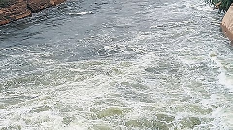 Krishna water flowing into the Telugu Ganga and Gandikota canals