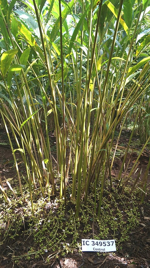 IISR Kaveri Cardamon variety