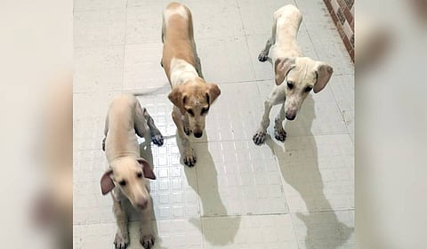 Mudhol Hounds