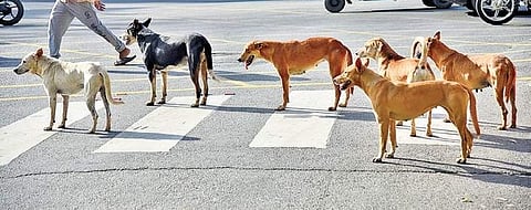 In 2023, as many as 2,649 people were treated for dog bites at Pollachi Government Hospital.