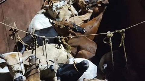 Not too far in Dhenkanal, cattle smuggling is going on unabated with cops unable to curb the crime.