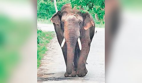 The report highlighted that about 40% of young elephants fell victim to Elephant Endotheliotropic Herpesvirus-Haemorrhagic Disease (EEHV-HD).