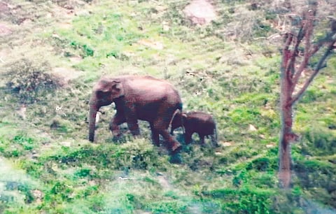 The calf reunited with the mother and the herd at Avarallah forest in Mudumalai Tiger Reserve on Tuesday