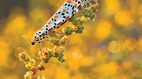 It’s not just the creatures one has to study — the environment is equally important.