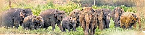 Day of the Elephantidae