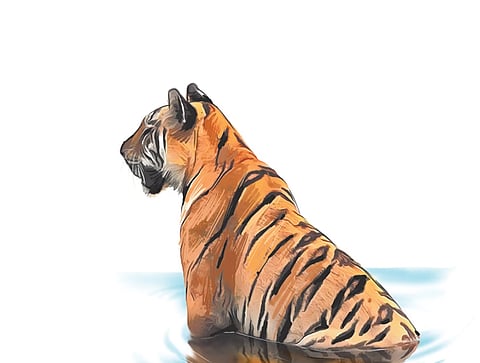 The tiger population in Chhattisgarh fell from 46 in 2014 to 17 in 2022.