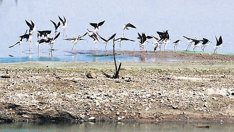 Villupuram’s Kazhuveli and Tiruppur’s Nanjarayan bird sanctuaries are vital breeding grounds for water bird species