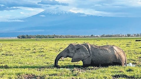 Masai Mara National Reserve, Kenya