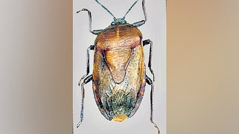 Coridius adii
