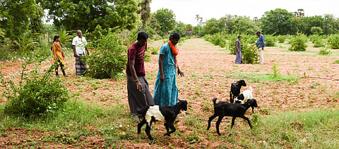A total of 24 farmers are members of the L Neikuppai Dryland Cluster in Lalgudi
of Tiruchy