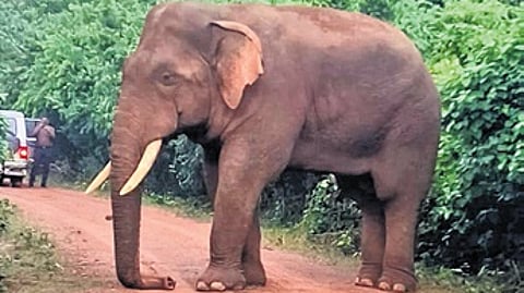 The electrocution might have been a fallout of bushmeat hunting.