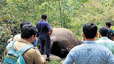 Forest team inspecting one of the elephant carcasses found in Pindimedu area of Pooyamkutty forest near Kothamangalam on Thursday