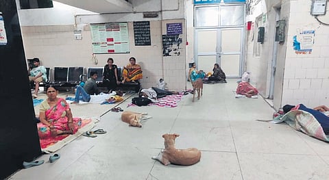 Dogs lounge next to patients in Hindu Rao Hospital maternity ward