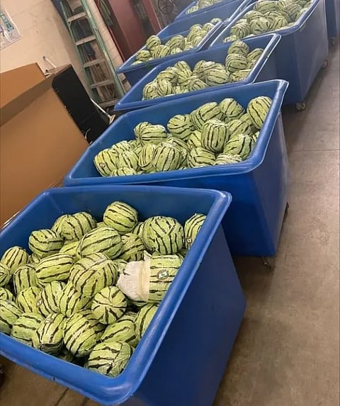 CBP officers found 4587 pounds of meth in shipment of disguised watermelons