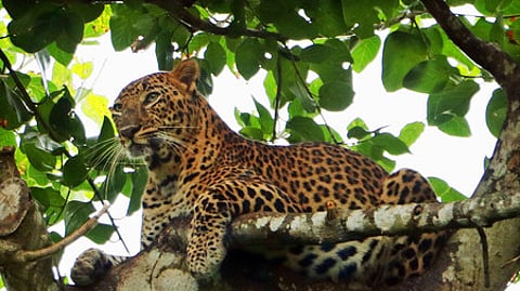 Image used for representational purposes.