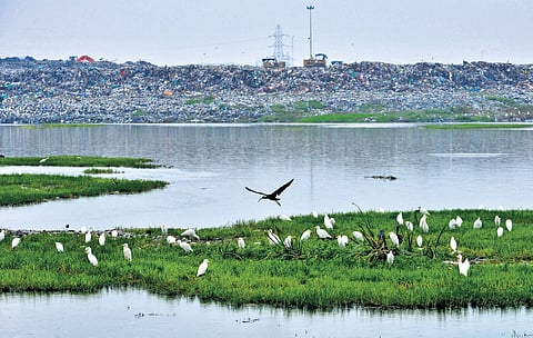 Pallikaranai swamp area was declared a Ramsar site