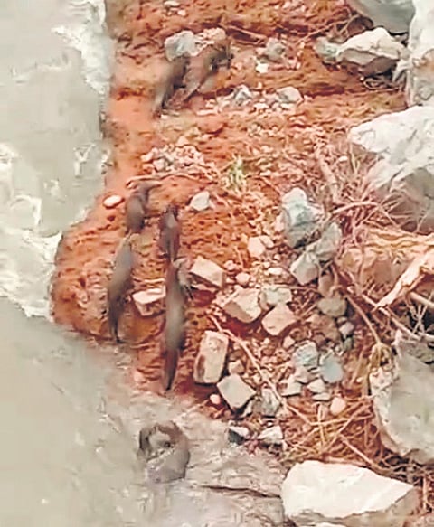 Currently, there is no study available on food habits and population of smooth-coated otters and Asian small-clawed otters