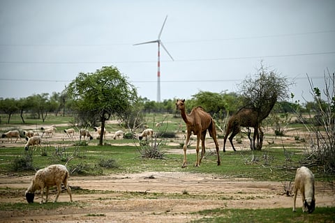 Whirring wind turbines in India's Thar desert supply critical green energy for the world's most populous nation, but those living in their shadows say it comes at their expense.